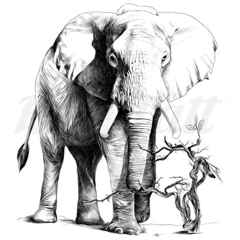 African Elephant - Temporary Tattoo