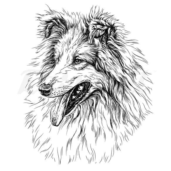 Collie - Temporary Tattoo