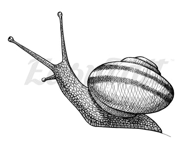 Snail