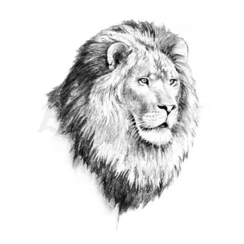 Male Lion - Temporary Tattoo