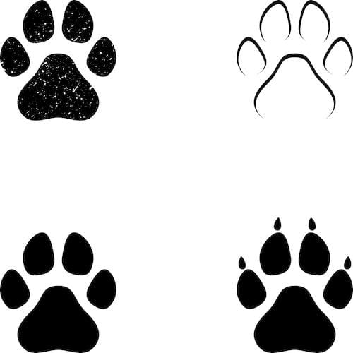 Paws - Temporary Tattoo